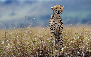 Big cats collection, Cheetahs in grass, Stunning animal graphy HD wallpaper