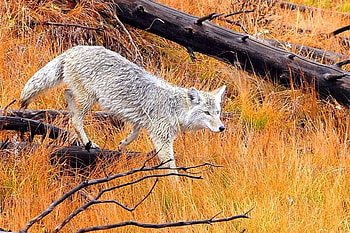 Wolf in Grass, grass, beautiful, wolf HD wallpaper