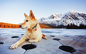 Animals, Landscape, Dogs, Mountains HD wallpaper
