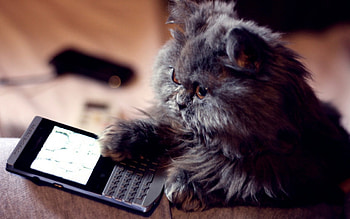 Hallo!, animal, cute, cat, funny HD wallpaper