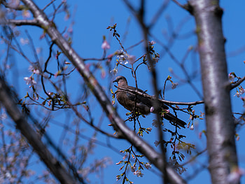 Blossom-Perched Pigeon — Ultra, Animal, pigeon HD wallpaper