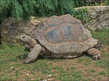 Beauval Zoo, Aldabra Giant Tortoise HD wallpaper