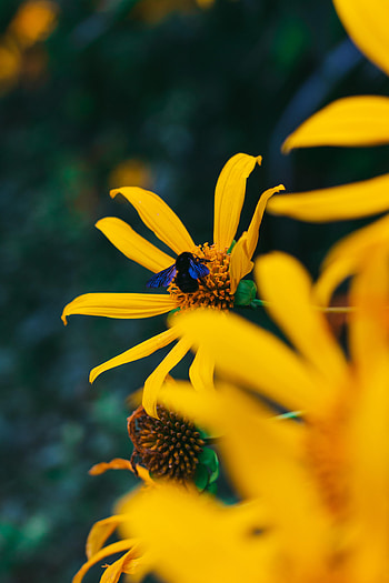 Animals, Flower, Petals, Insect, Bumblebee HD phone wallpaper