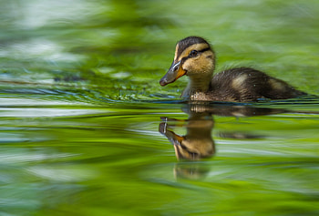 Duckling, summer, bird, green, pasare, water, vara HD wallpaper
