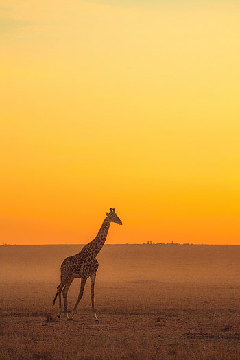 Animals, Horizon, Safari, Animal, Giraffe HD phone wallpaper