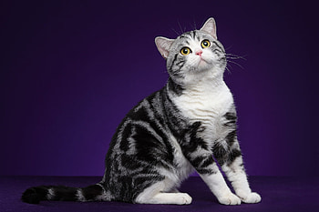 Scottish-Tabby, animal, Cat, Tabby, Scottish HD wallpaper