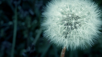 Flower Fluff Macro, flowers, macro HD wallpaper