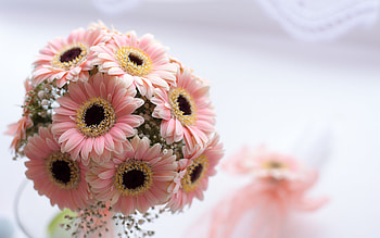 pink gerberas, gerbera bouquet, wedding bouquet, gerbera bridal bouquet, beautiful pink flowers, pink bouquet, gerberas HD wallpaper