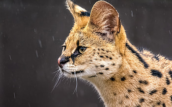 Serval, animal, nature, cat HD wallpaper
