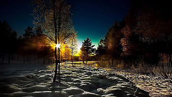 Preview winter, wood, young growth, dawn, morning, shadows, cover HD wallpaper