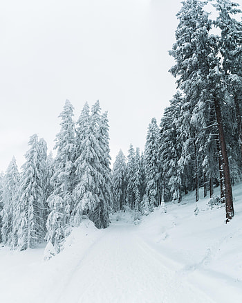 Winter, Nature, Trees, Snow, Path, Snow Covered, Snowbound HD phone wallpaper