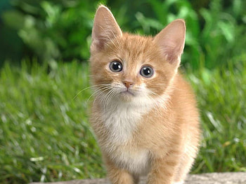 Exploring my garden, animal, kitten, cat, grass, feline HD wallpaper