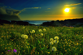 Nature, Flowers, Sunset, Sun, Dandelions, Field HD wallpaper