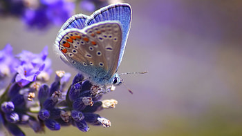Flower, Macro, Light, Light Coloured, Flight, Stains, Spots, Butterfly HD wallpaper