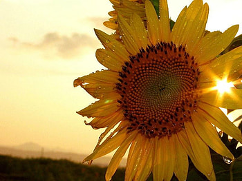Sunflower at sun, yellow, flower, nature, sun, sunflower HD wallpaper