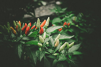 Food, Leaves, Pepper, Fruit, Chile HD wallpaper