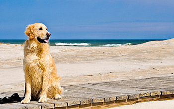 Animals, Sand, Dog, Track, Waiting, Expectation HD wallpaper