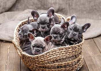French Bulldog puppies, puppy, caine, dog, basket, sergei sorokin, french bulldog HD wallpaper