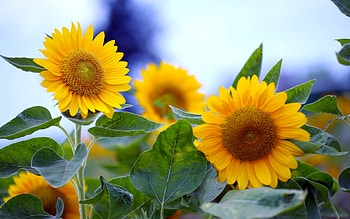 Plants, Flowers, Sunflowers HD wallpaper