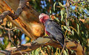 Galah, pink and gray cockatoo, parrots, cockatoo, rose-breasted cockatoo, tropical birds, pink parrot HD wallpaper