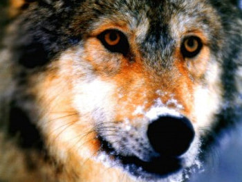 The Lookout Timber Wolf, dog, wolves, timber wolf, animals, grey wolf, predator HD wallpaper