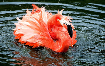 Animals, Rivers, Flamingo, Feather, Lake, To Swim, Swim HD wallpaper