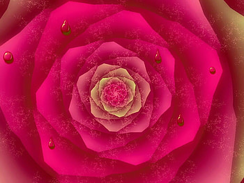 Rose, abstract, flower HD wallpaper