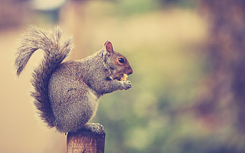 backgrounds, Squirrel , High-definition ry, quality HD wallpaper