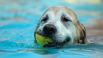 Animals, Dogs HD wallpaper