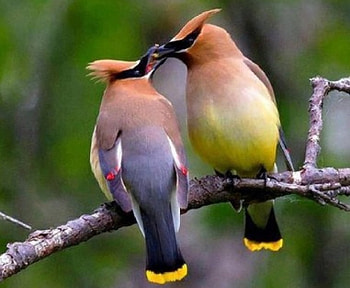 Birds, colors, beautiful, love HD wallpaper