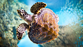 Hawksbill sea turtle, Sea Animals HD wallpaper