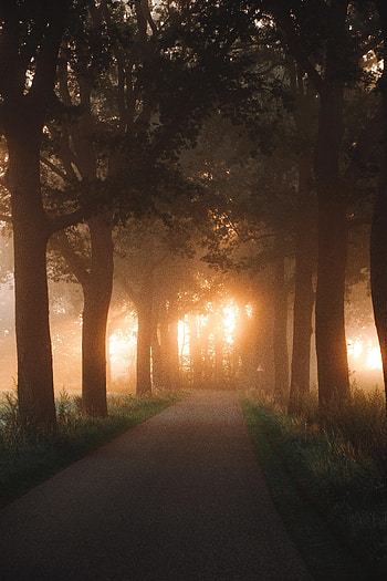 Alley, Nature, Trees, Shine, Light, Rays, Beams, Road HD phone wallpaper