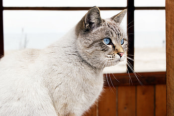 Animals, Cat, Sight, Opinion, Window, Blue Eyed, Blue-Eyed HD wallpaper