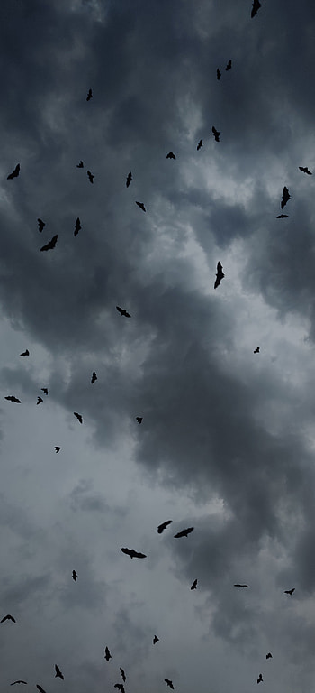 Batman, cloud, sky, Bats, Aesthetic, Dark HD phone wallpaper