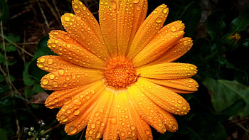 Drops, Flower, Macro, Petals HD wallpaper