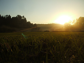 Nature, Grass, Shine, Light, Field, Morning, Wires, Wire, Portugal HD wallpaper