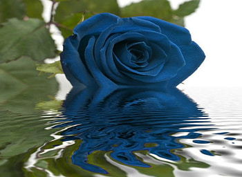 Blue Rose, rose, reflection, water, flower HD wallpaper