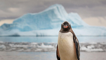 Gentoo, Penguins HD wallpaper