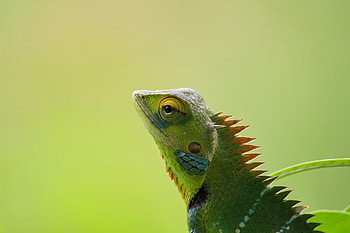Chameleon , chameleon, animals HD wallpaper