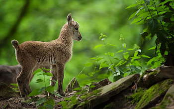Goat baby, Innocent charm, Adorable cuteness, Playful nature HD wallpaper