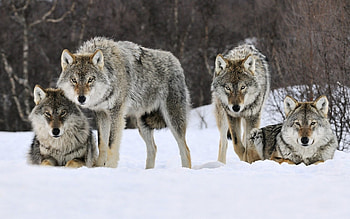 Animals, Wolfs HD wallpaper