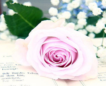 way to tell a love, plants, soft, delecte, nice, rose, blossoms, bud, nature, flowers, blooms, lovely HD wallpaper