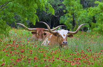 Texas Hill Country, Community resilience, Hill Country Alliance HD wallpaper