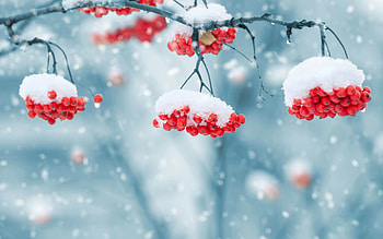 Rowan, winter, blue, white, craciun, snow, christmas, red, berry HD wallpaper