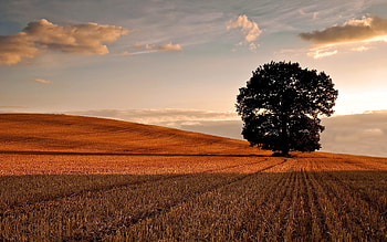 Oak Tree, Oak tree , Tree background, Nature beauty HD wallpaper