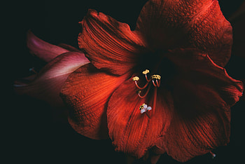 Petals, Flower, Macro, Close-Up, Amaryllis HD wallpaper