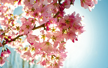 Nature, Flowers, Sky, Plant, Shine, Light, Bloom, Flowering HD wallpaper
