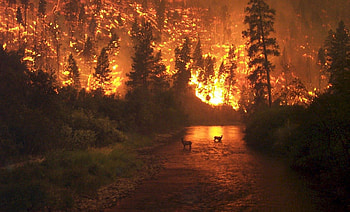 Wild Fire, beautiful, wild, fire HD wallpaper