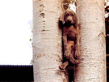 Stuck, tree HD wallpaper
