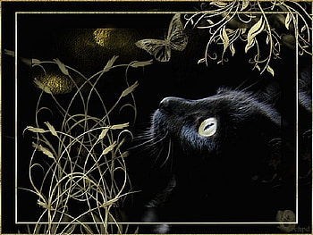 black cat, cat, black HD wallpaper